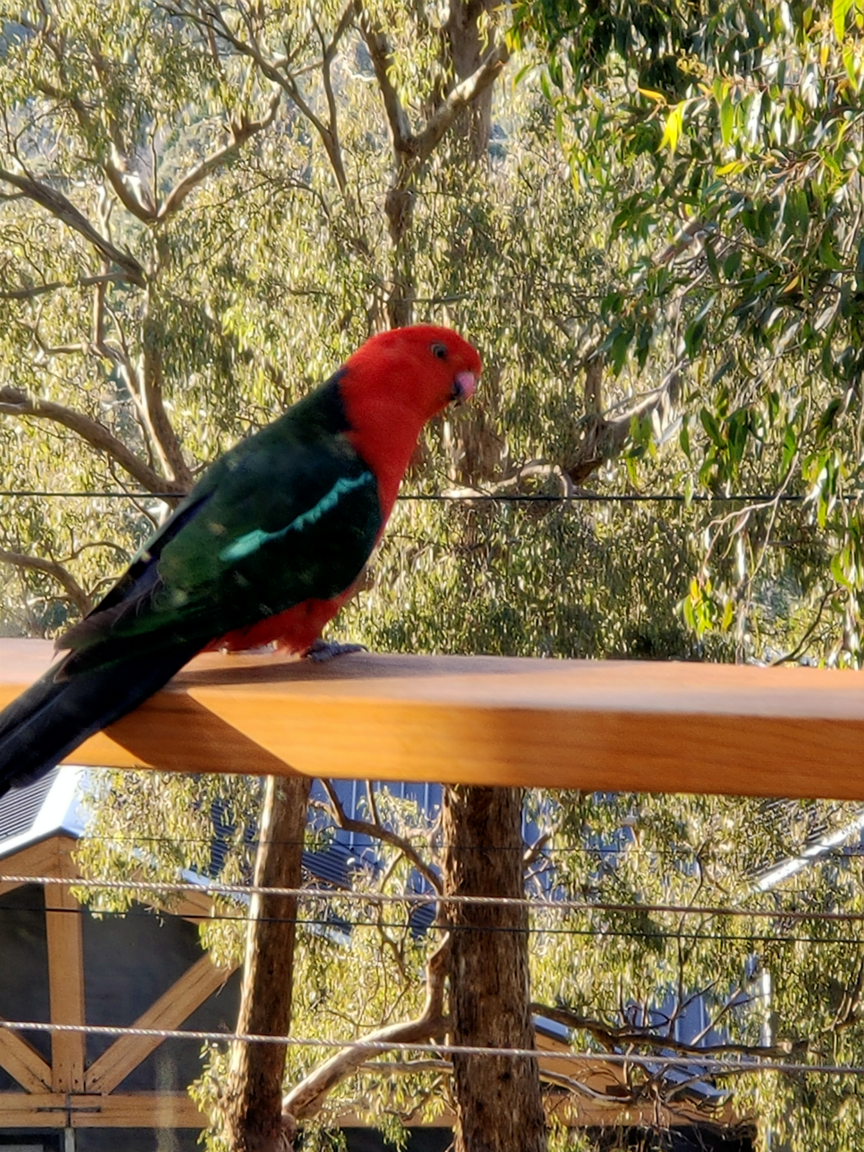 A photo of an Orange King Parrot on my balcony